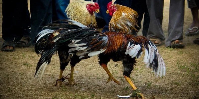 Phân tích kỹ thuật ra trận của từng gà chiến để cược sáng suốt